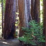 Pfeiffer Big Sur State Park