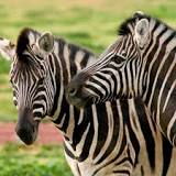 Werribee Open Range Zoo