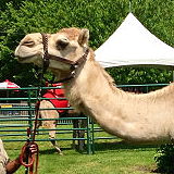 Connecticut's Beardsley Zoo