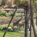 San Diego Zoo Safari Park