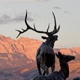 National Museum of Wildlife Art