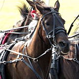 Harrington Raceway and Casino