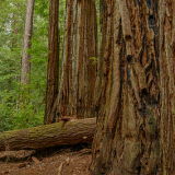 Big Basin Redwoods State Park
