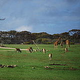 Monarto Safari Park