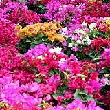 Sa Dec Flower Village