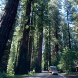 Richardson Grove State Park