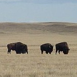 Grasslands National Park