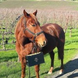 Napa Valley Trail Rides