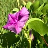 Canaveral National Seashore