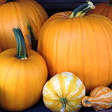 Rickey Ranch Vineyards