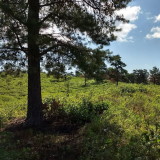 Albany Pine Bush Preserve