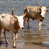 Saloum Delta National Park