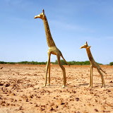 Koure Giraffe Reserve