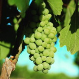 Grape Creek Winery
