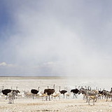 Etosha National Park
