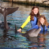 Dolphins Plus Bayside