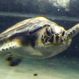 Texas State Aquarium