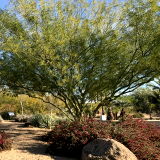 Glendale Xeriscape Garden