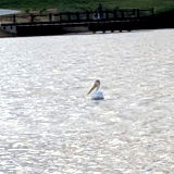 Pelican Ponds Open Space