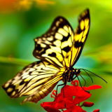 The Key West Butterfly and Nature Conservatory