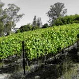 Libarle Vineyards