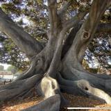 Moreton Bay Fig Tree