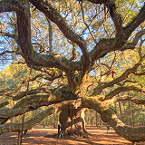 Angel Oak Tree