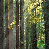 Reinhardt Redwood Regional Park