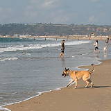 Coronado Beach and Dog Park