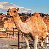 Oasis Camel Dairy