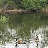 The Chino Creek Wetlands and Educational Park