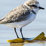 Coal Oil Point Reserve