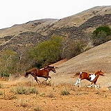 Chaparral Ranch at Milpitas