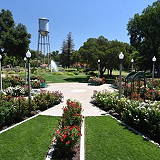 University Park World Peace Rose Garden