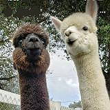 Alpaca Farm
