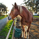 Monterey Bay Horsemanship