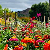 Oak Park Community Garden