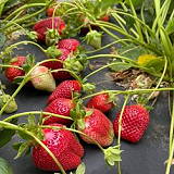 KS Strawberries Stand