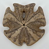 Pacific Grove Museum