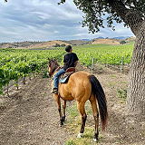 Vino Vaqueros Horseback Riding