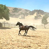 Nojoqui Horse Ranch