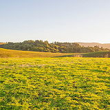 Lagunitas Forest Knolls