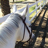 Rancho Polo Equestrian Center