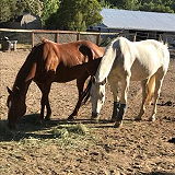 Creekside Equestrian Center