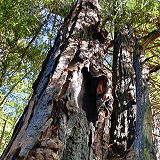 Roys Redwoods Preserve