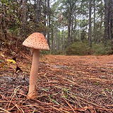 Mountains To Sea Trail