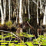 Apalachicola National Forest