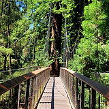 Redwood Sky Walk 