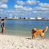 Davis Island Dog Beach