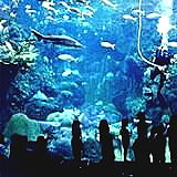 The Florida Aquarium
